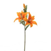 LILIUM RAMO