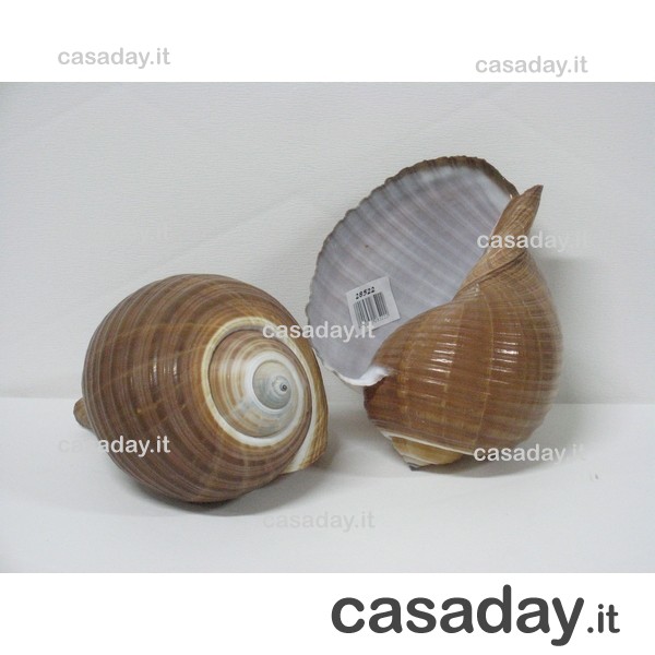 CONCHIGLIA GRANDE 28522 
