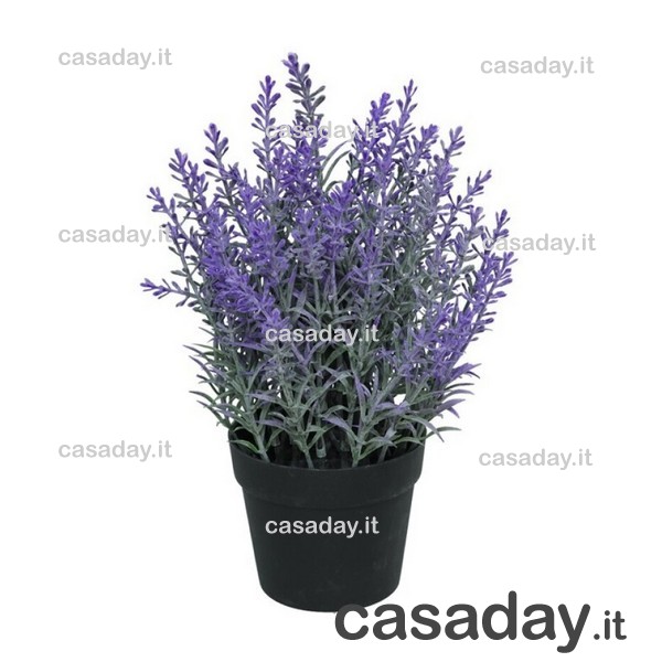 LAVANDA IN VASO H.25 
