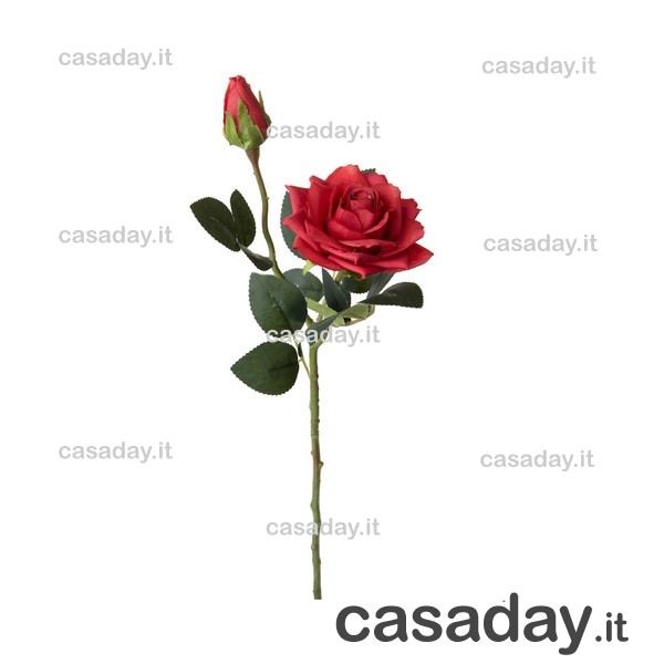 ROSA C-BOCCIOLO 